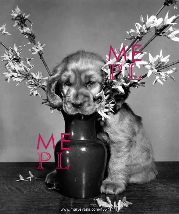 : Susi - rearranging a vase of flowers : Susi - rearranging a vase of flowers