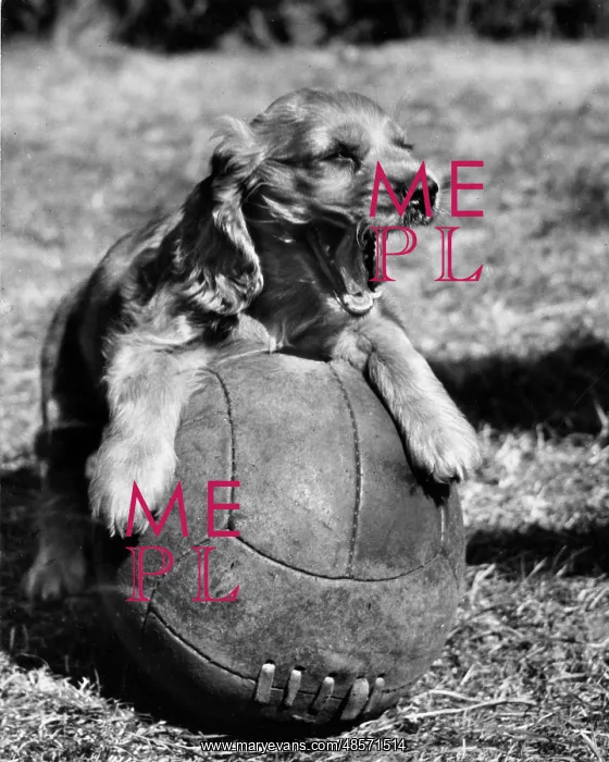  : Susi - resting on a football