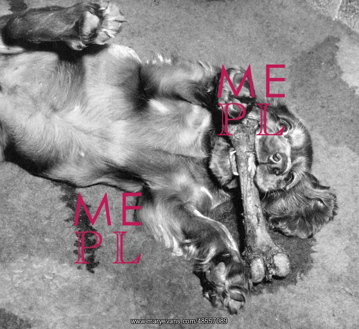  : Susi - rolling around with a large bone