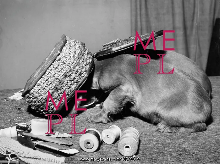  : Susi - under the sewing box