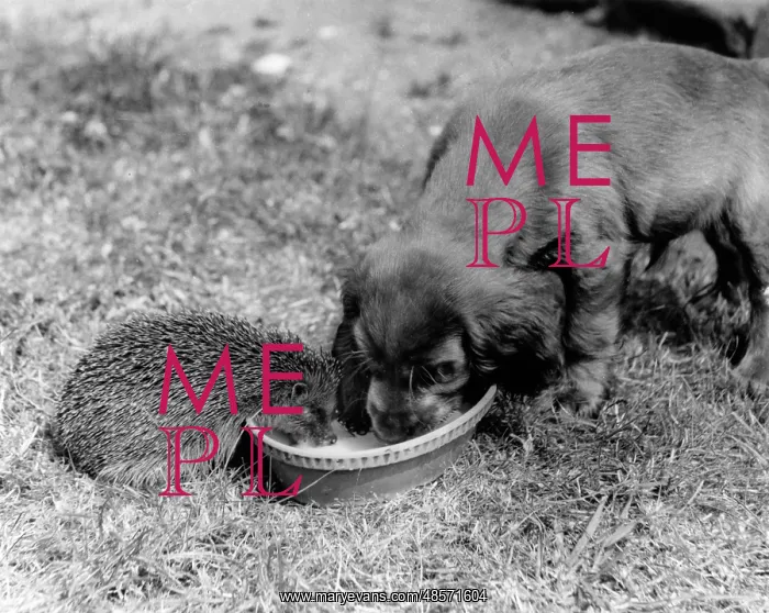 : Susi - sharing bowl with hedgehog : Susi - sharing bowl with hedgehog