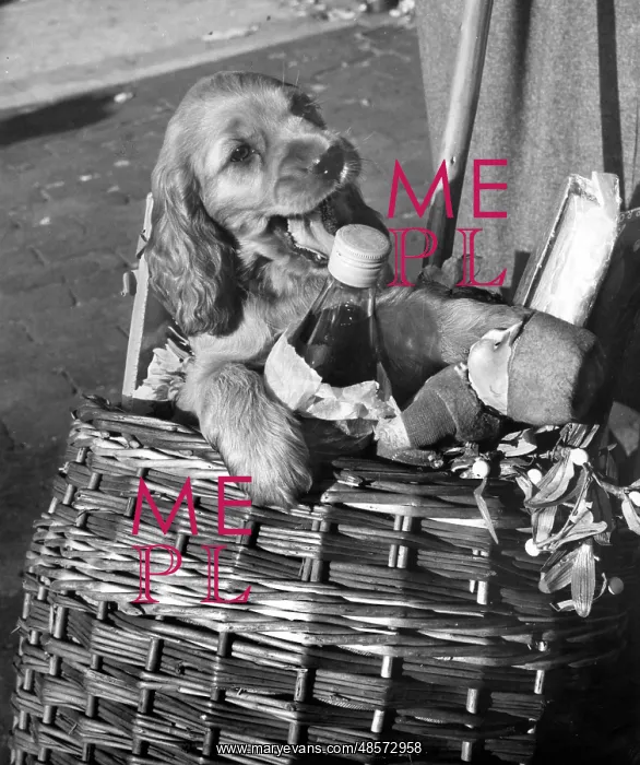  : Susi - in shopping basket