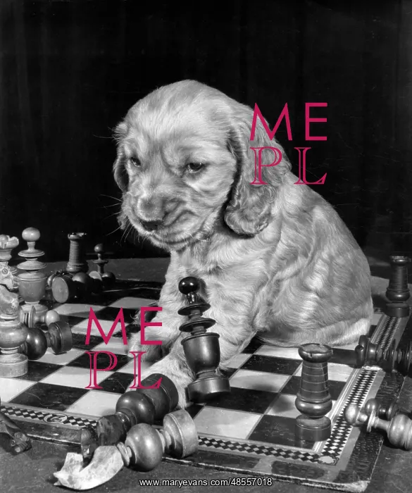  : Susi - sitting on a chess board