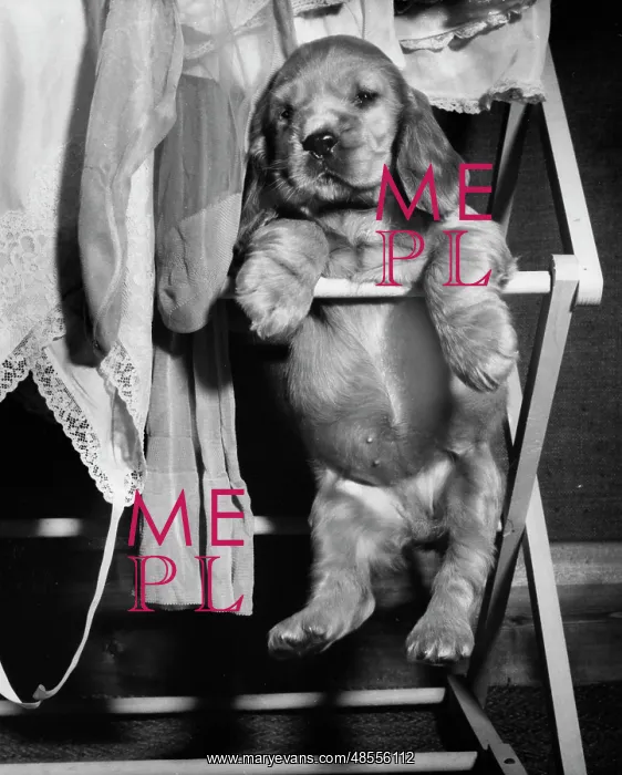 : Susi - sitting on a clothes horse : Susi - sitting on a clothes horse