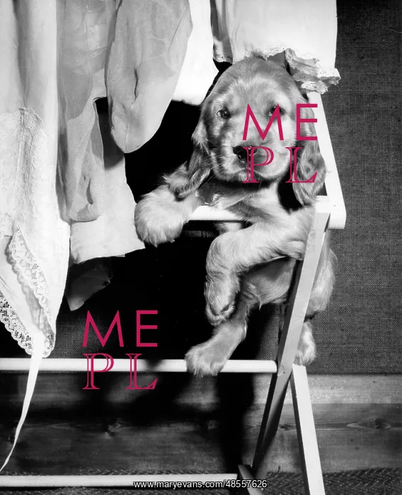 : Susi - sitting on a clothes horse : Susi - sitting on a clothes horse
