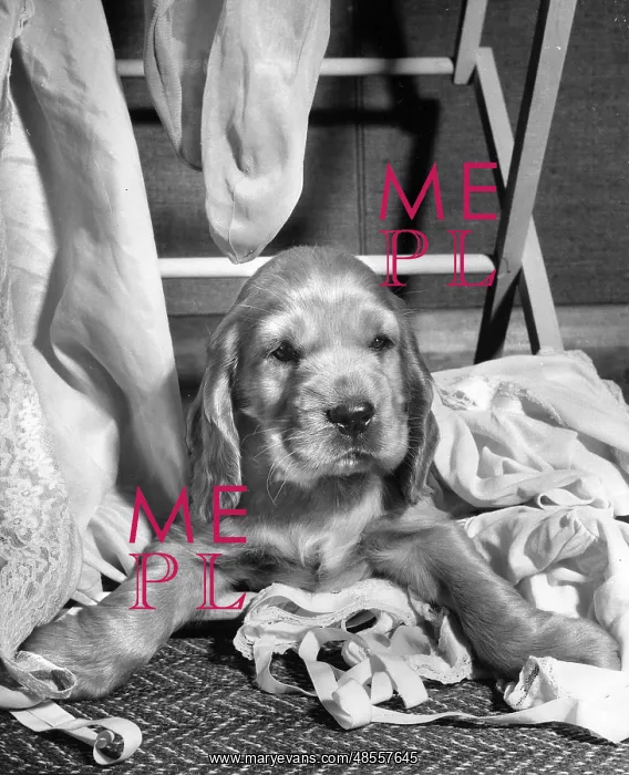 : Susi - sitting under a clothes horse : Susi - sitting under a clothes horse