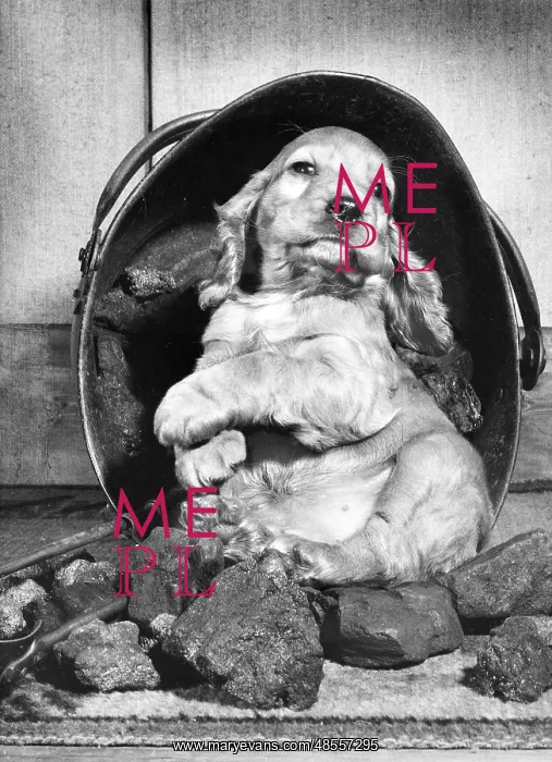  : Susi - sitting inside the coal scuttle