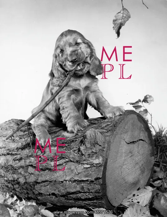  : Susi - sitting on a log