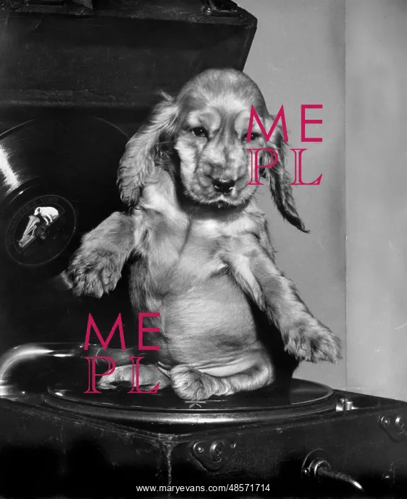  : Susi - sitting on a record player turntable