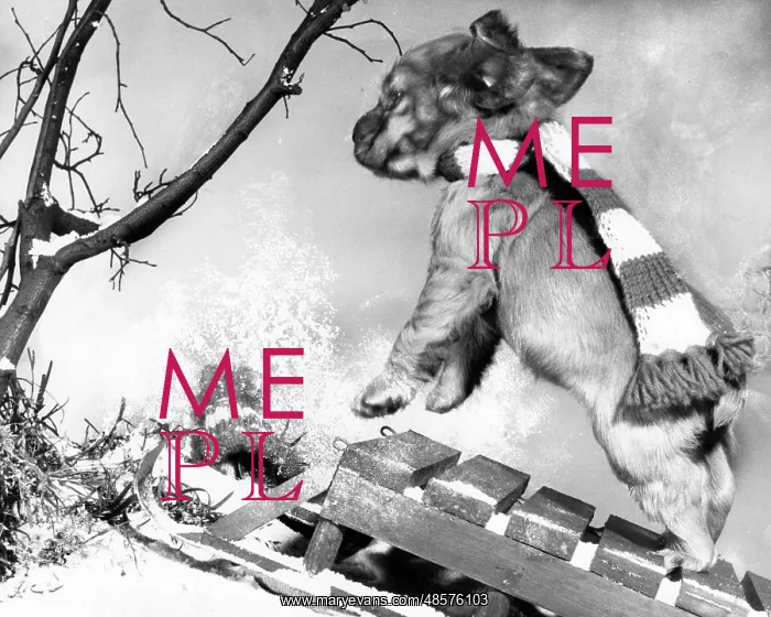  : Susi - with sled in the snow