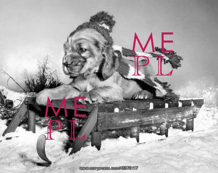  : Susi - with sled in the snow