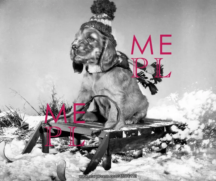  : Susi - with sled in the snow