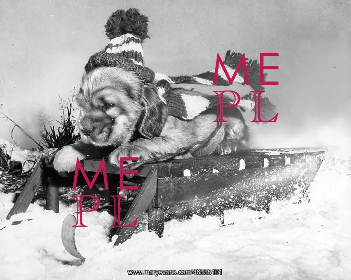  : Susi - sledding in the snow