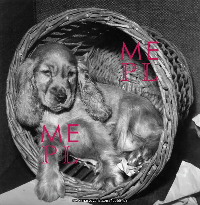 : Susi - sleepy in her basket : Susi - sleepy in her basket