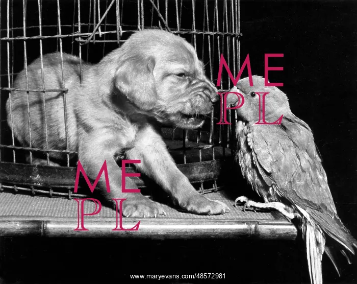  : Susi - snarling at a parrot