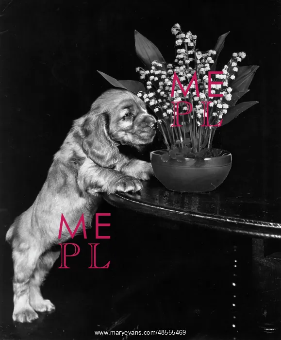 : Susi - sniffing flowers : Susi - sniffing flowers