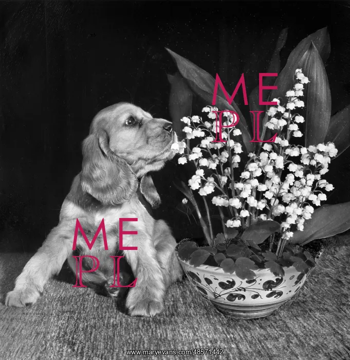 : Susi - sniffing flowers : Susi - sniffing flowers