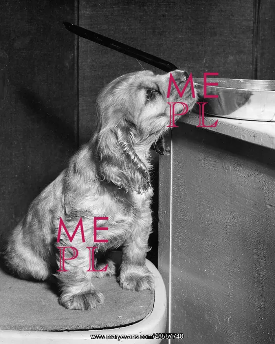  : Susi - sniffing at a frying pan in the kitchen