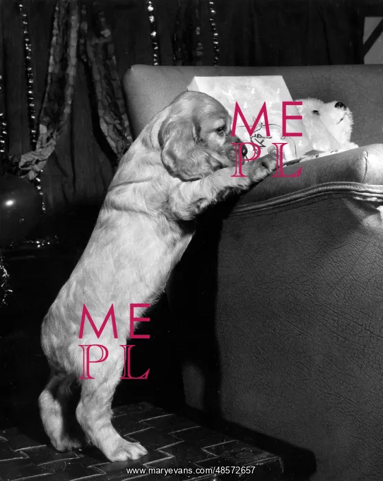  : Susi - at the side of a sofa
