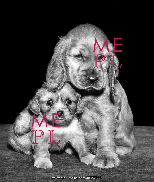 : Susi - with a spaniel puppy : Susi - with a spaniel puppy