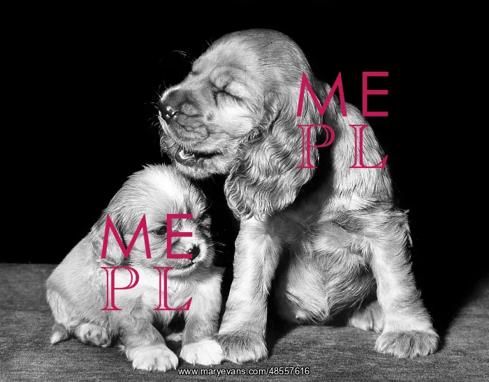 : Susi - with a spaniel puppy : Susi - with a spaniel puppy