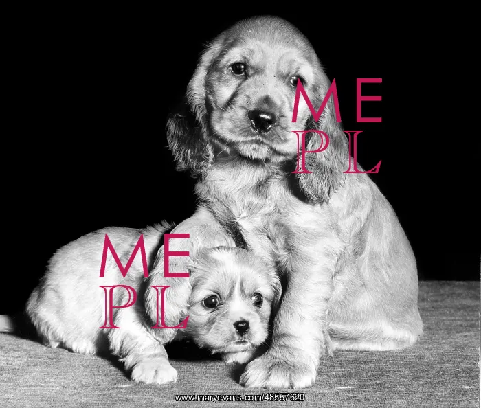 : Susi - with a spaniel puppy : Susi - with a spaniel puppy