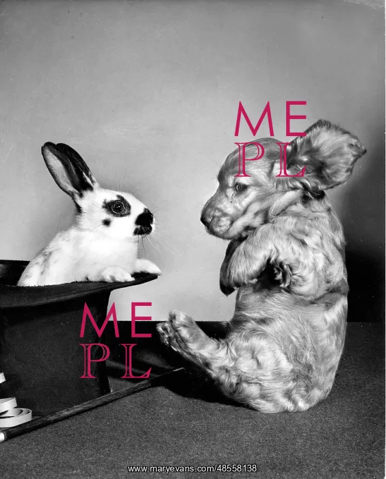 : Susi - surprised by rabbit : Susi - surprised by rabbit