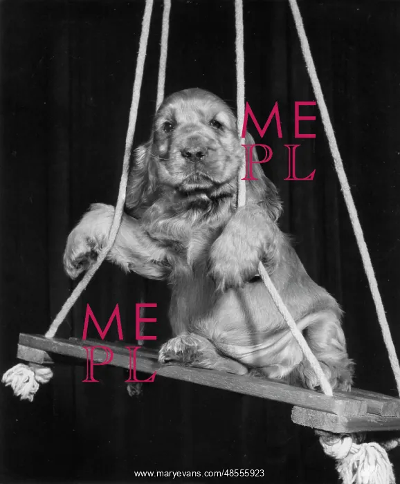  : Susi - on a swing