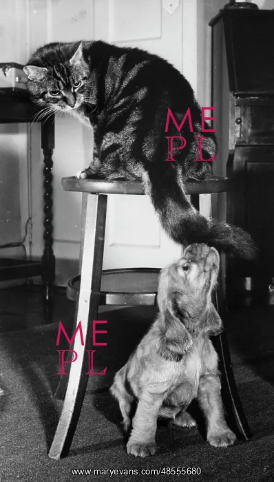  : Susi - with tabby cat