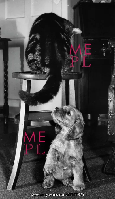  : Susi - with tabby cat