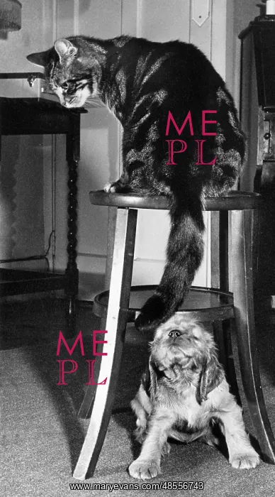  : Susi - with tabby cat