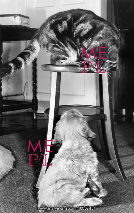  : Susi - with tabby cat