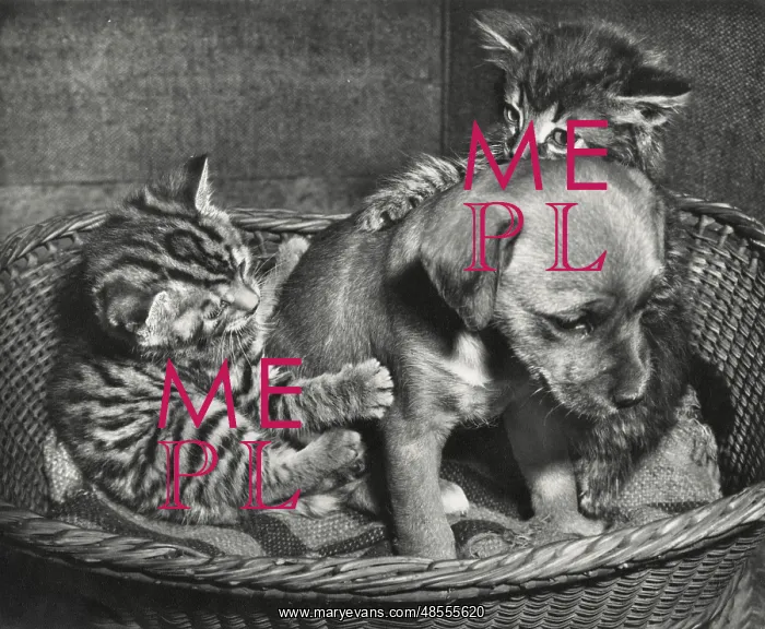 : Susi - with tabby cat and kitten : Susi - with tabby cat and kitten