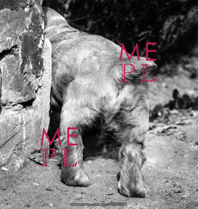  : Susi - tail and back legs