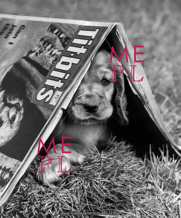  : Susi - under Titbits magazine in the garden
