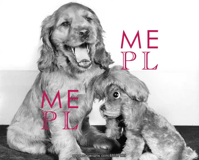  : Susi - with toy spaniel