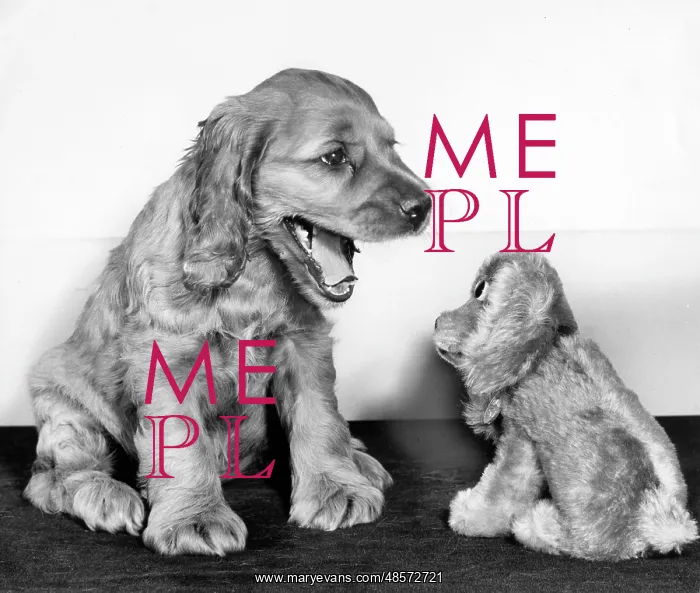  : Susi - with toy spaniel