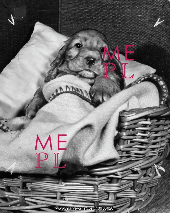 : Susi - tucked up in her basket : Susi - tucked up in her basket