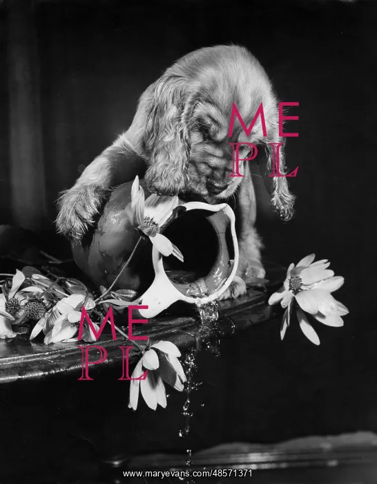 : Susi - with upset vase of flowers : Susi - with upset vase of flowers