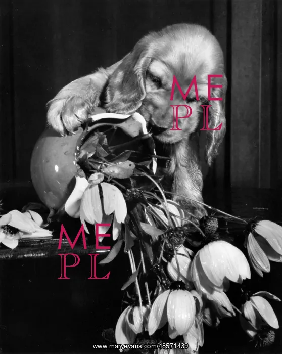: Susi - with upset vase of flowers : Susi - with upset vase of flowers