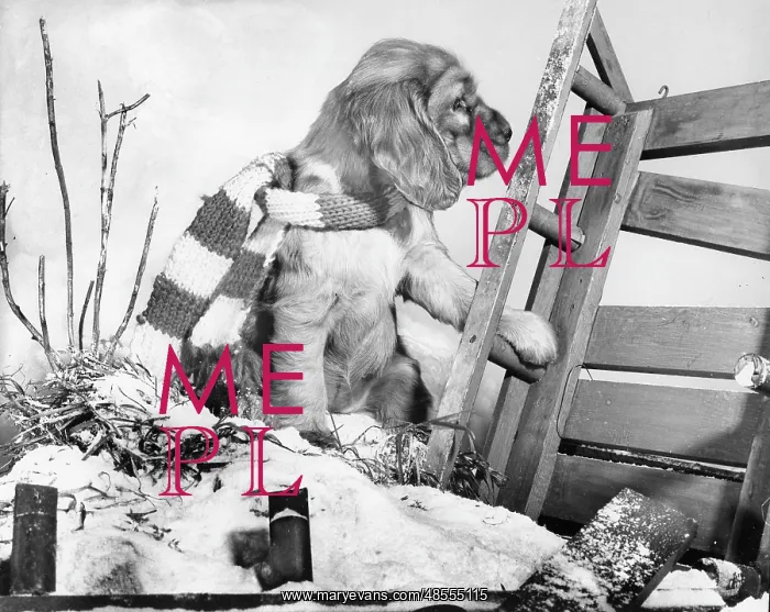  : Susi - with upturned sled in the snow