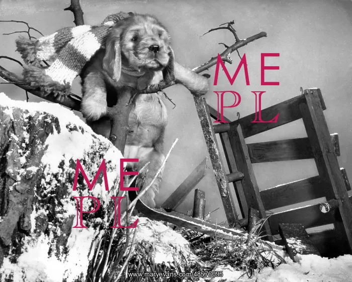  : Susi - with upturned sled in the snow