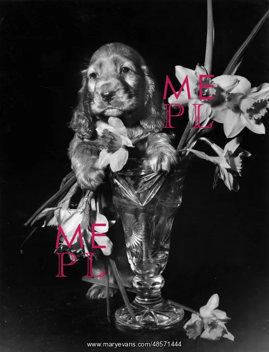 : Susi - with vase of daffodils : Susi - with vase of daffodils