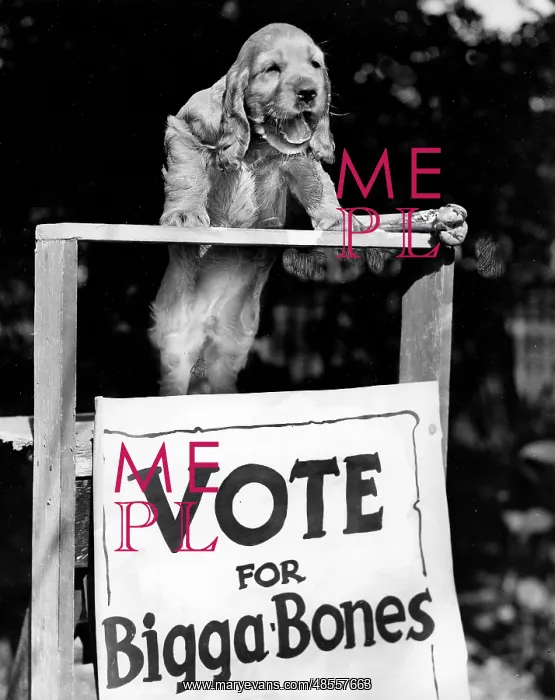 : Susi - Vote for Bigga Bones : Susi - Vote for Bigga Bones