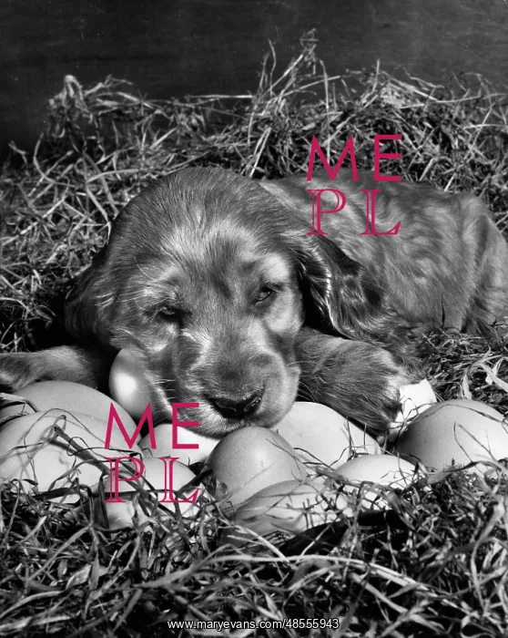  : Susi - waiting for eggs to hatch