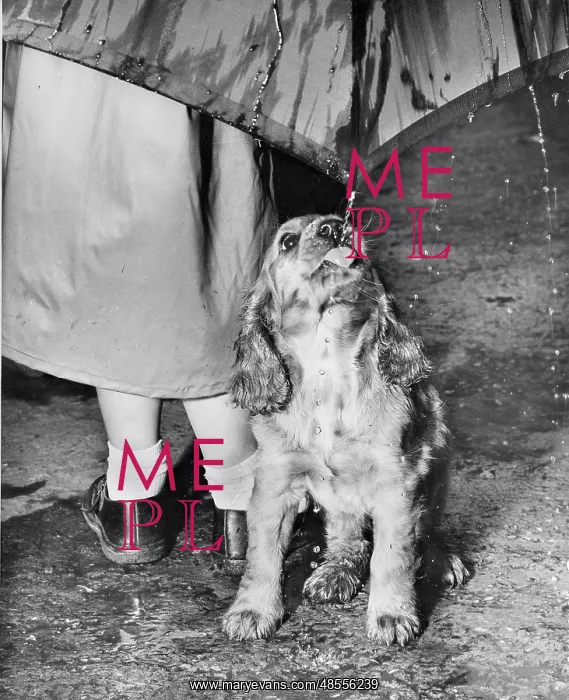 : Susi - walking in the rain : Susi - walking in the rain