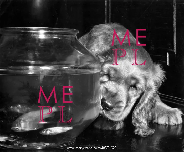  : Susi - watching goldfish in a bowl