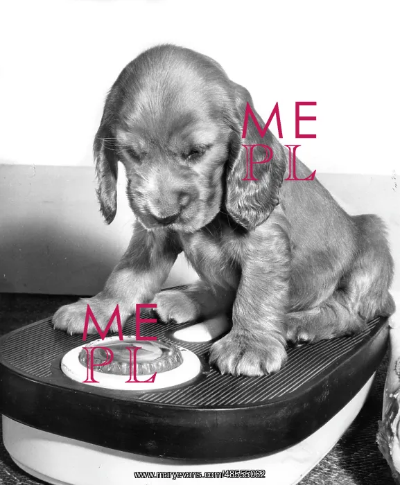  : Susi - weighing herself