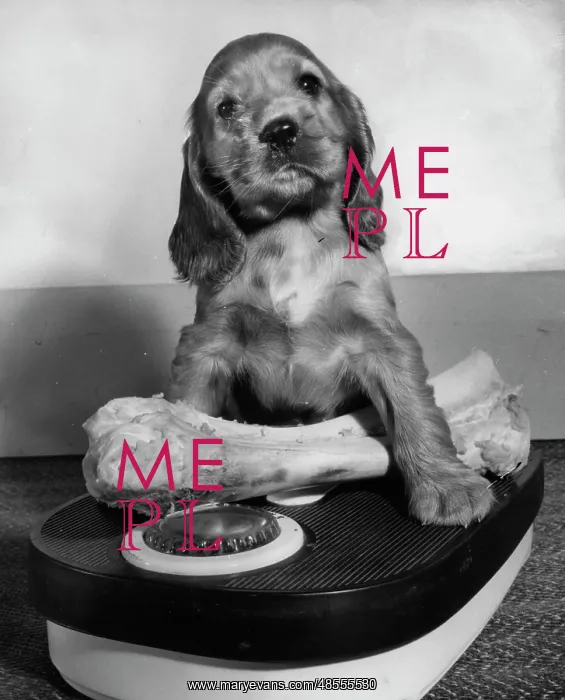  : Susi - weighing a bone on scales