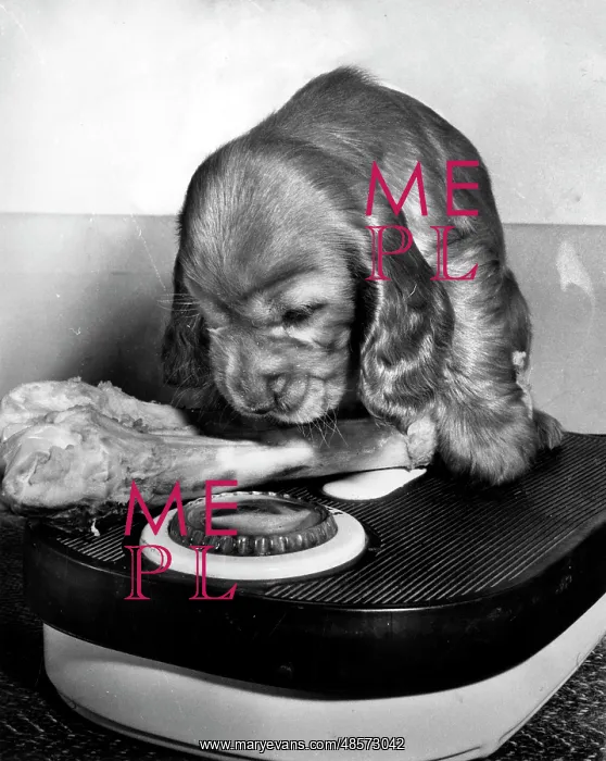  : Susi - weighing a bone on scales